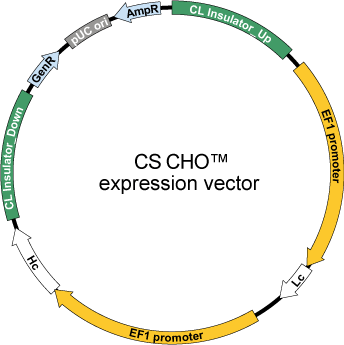 CS CHO™️ Vector image