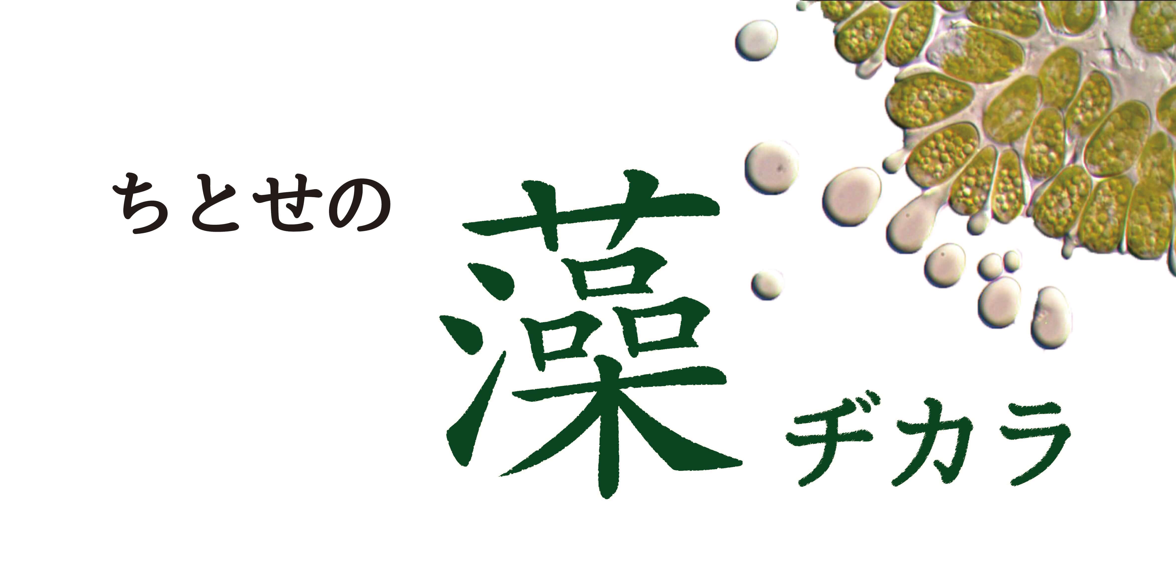 ［CHITOSE JOURNAL］The Strength in Chitose’s Algae Business Volume 2: Chitose’s Algae Projects
