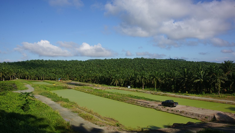 Microbes and plants which purifies organic waste water reforms the palm plantation industry.